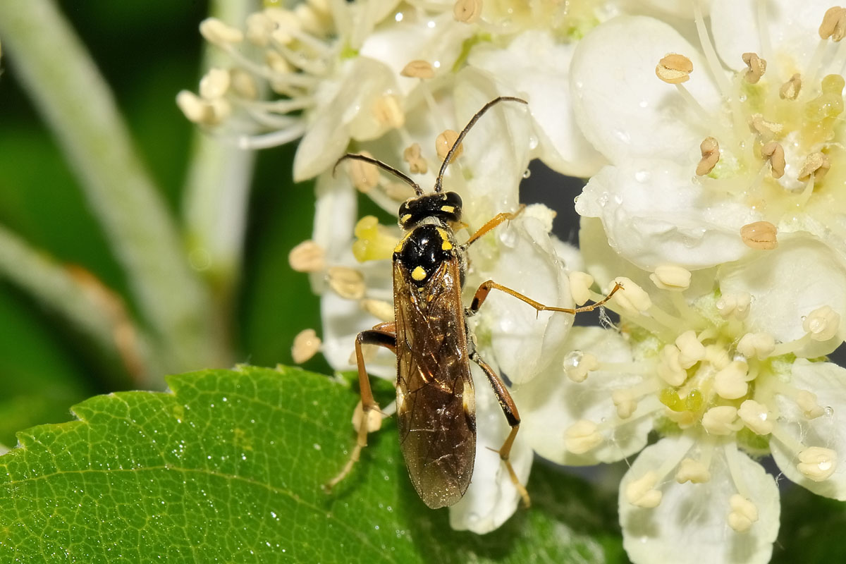 Tenthredinidae N19 Tenthredopsis stigma?